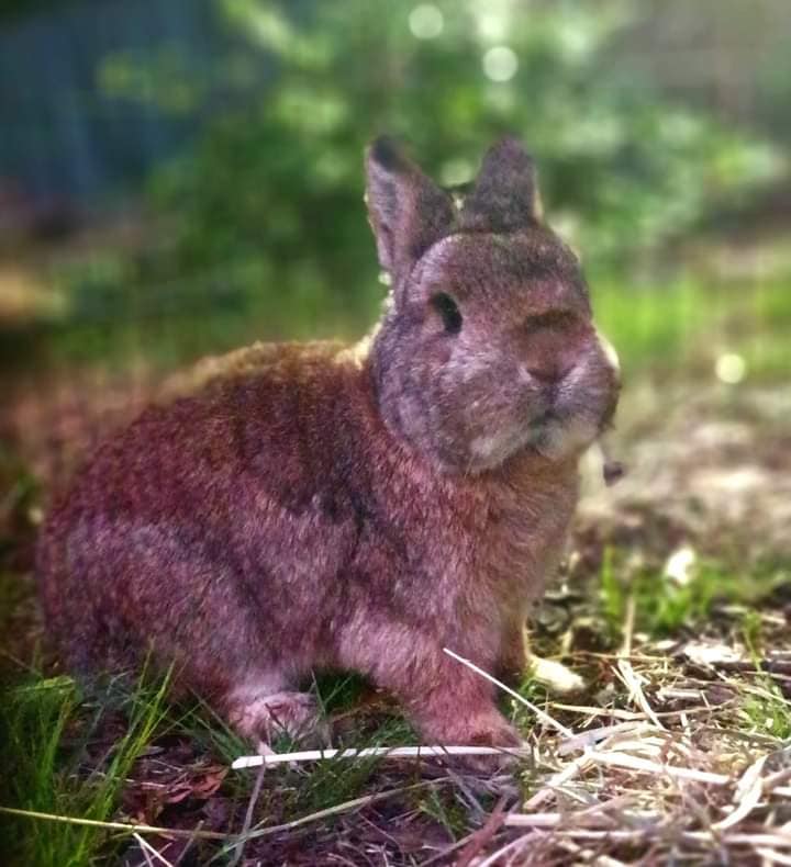 Rabbit Quilt Tumbler